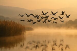 A wide view of a shallow wetland at first light in early autumn, a large flock of cranes lifting off above still reflective water, tall reeds along the near shore and low hills fading into haze behind. Warm low golden light with mist drifting across the surface, a muted palette of amber, olive and blue grey. Natural editorial wildlife photography shot on a long lens with shallow depth of field.