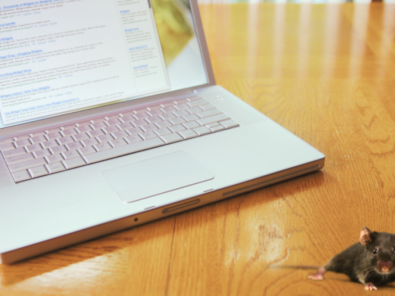 מדבירים ולוכדים- בואו ללמוד איך לקדם את האתר שלכם ביעילות